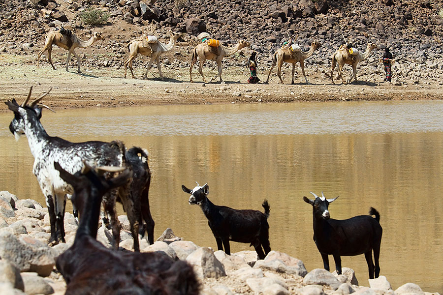  Afar nomads on their way with their cattle   Ethiopia